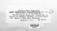 Didymium neapolitanum image